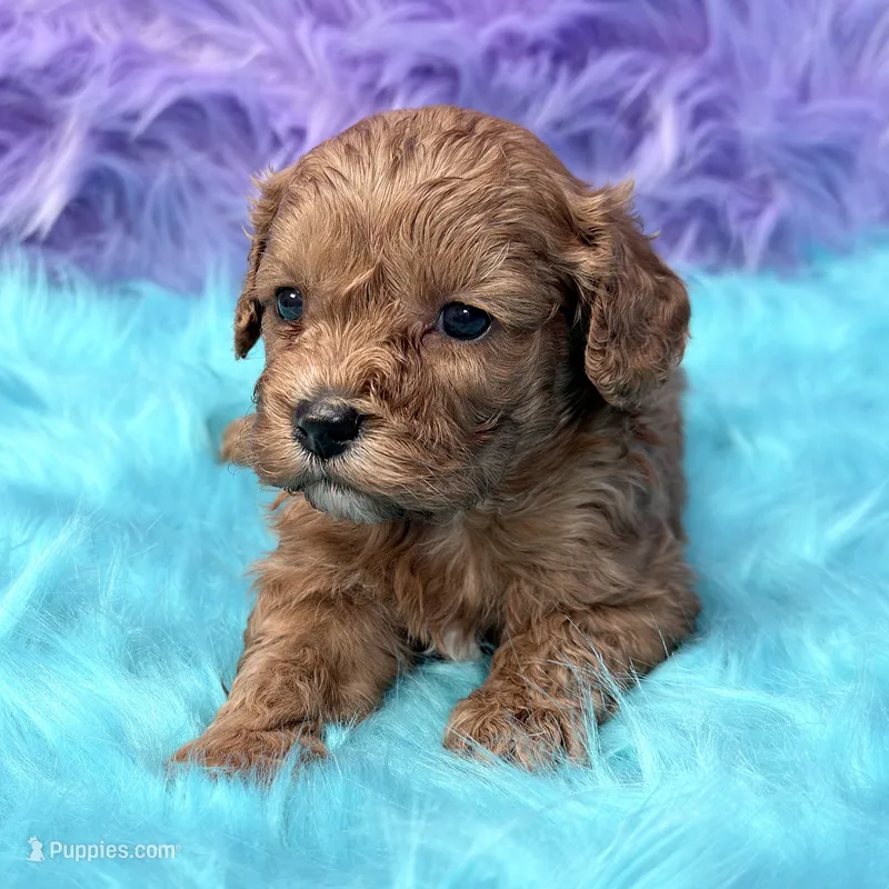 Henry  – Cavapoo puppy for sale in Donna, TX