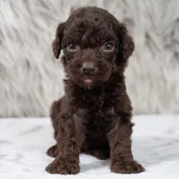 Oscar , a male Poodle - Miniature  for sale in Donna, TX – 7 of 7