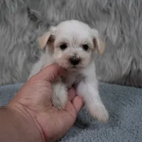 Becky , a female Maltipoo for sale in Donna, TX – 5 of 6