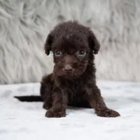 Buddy , a male Poodle - Miniature  for sale in Donna, TX – 5 of 6