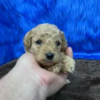 processed/f00ba38b-8c1c-4a8b-a7bd-5e2bdb4d7c39/listing/75b45118-b956-4e04-a00a-90734b4d80b5/50dc04f2-ffe9-4d5c-a165-5437ca6a3422