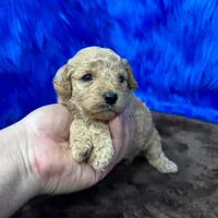 processed/f00ba38b-8c1c-4a8b-a7bd-5e2bdb4d7c39/listing/75b45118-b956-4e04-a00a-90734b4d80b5/7d824955-f18c-4e5d-8c3d-a498dc817976