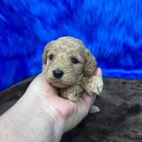 processed/f00ba38b-8c1c-4a8b-a7bd-5e2bdb4d7c39/listing/75b45118-b956-4e04-a00a-90734b4d80b5/c25983e6-9be7-4e35-b893-2720d73be32b