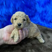 processed/f00ba38b-8c1c-4a8b-a7bd-5e2bdb4d7c39/listing/75b45118-b956-4e04-a00a-90734b4d80b5/c72f0015-055f-4749-b67c-70909b0724ae