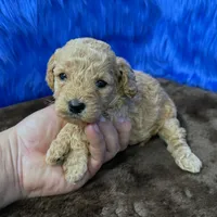 processed/f00ba38b-8c1c-4a8b-a7bd-5e2bdb4d7c39/listing/75b45118-b956-4e04-a00a-90734b4d80b5/cf0c756b-179b-4294-bdf4-77f9e61061d8