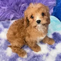 Stella , a female Cavapoo for sale in Donna, TX – 9 of 10