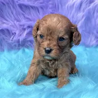 Bandit , a male Cavapoo for sale in Donna, TX – 8 of 8