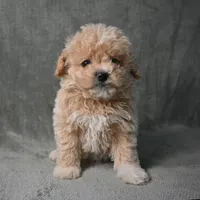 Shadow, a male Maltipoo for sale in Donna, TX – 8 of 10