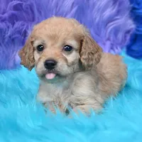 Perla , a female Cockapoo for sale in Donna, TX – 3 of 8