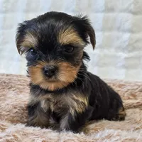 Angel , a female Yorkshire Terrier for sale in Donna, TX – 6 of 10