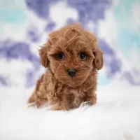 Zeus , a male Maltipoo for sale in Donna, TX – 5 of 7