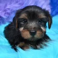 Gus , a male Yorkshire Terrier for sale in Donna, TX – 8 of 10