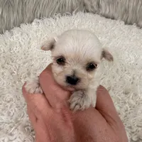 Sophie, a female Maltipoo for sale in Donna, TX – 1 of 6