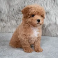 Bailey , a female Maltipoo for sale in Donna, TX – 1 of 7