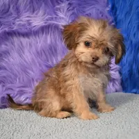 Sergio - Malshipoo, a male Shihpoo for sale in Donna, TX – 7 of 10