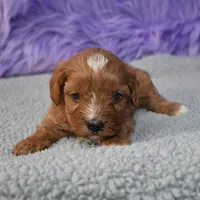 Fluffy, a male Cavapoo for sale in Donna, TX – 9 of 10