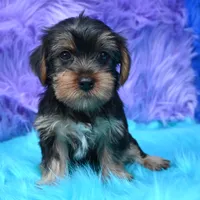 Izzy , a female Yorkshire Terrier for sale in Donna, TX – 6 of 9