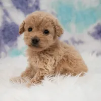 Ellie , a female Maltipoo for sale in Donna, TX – 6 of 7