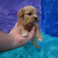 Duchess, a female Cavapoo for sale in Donna, TX – 4 of 5