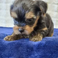 3939, a male Yorkshire Terrier for sale in Donna, TX – 7 of 10