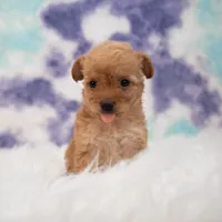 Penny , a female Maltipoo for sale in Donna, TX – 2 of 6