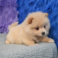Remy, a male Pomeranian for sale in Donna, TX – 4 of 10