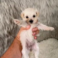 Buddy, a male Maltipoo for sale in Donna, TX – 6 of 8