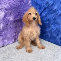 Dexter - 7 day return guarantees, a male Cockapoo for sale in Donna, TX – 2 of 9