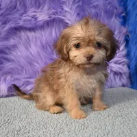Sergio - Malshipoo, a male Shihpoo for sale in Donna, TX – 9 of 10