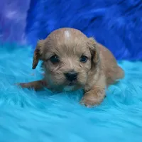 Dixie , a female Cavapoo for sale in Donna, TX – 4 of 7