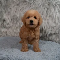Hank Micro Mini, a male Miniature Goldendoodle for sale in Donna, TX – 4 of 6