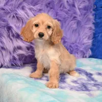 Annie , a female Cockapoo for sale in Donna, TX – 3 of 10