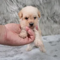 Lila, a female Poodle - Miniature  for sale in Donna, TX – 2 of 7
