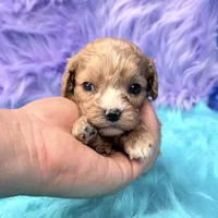 Stella , a female Cavapoo for sale in Donna, TX – 5 of 10