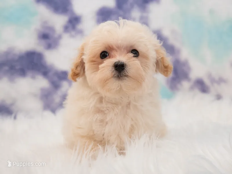 Charlie  – Maltipoo puppy for sale in Donna, TX