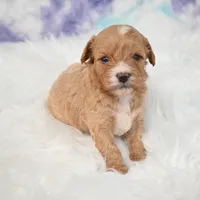 Jack, a male Cavapoo for sale in Donna, TX – 6 of 7