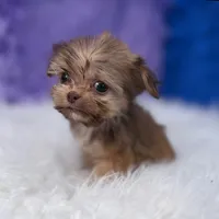 Baxter, a male Shihpoo for sale in Donna, TX – 8 of 9