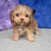 Baxter , a male Shihpoo for sale in Donna, TX – 3 of 10