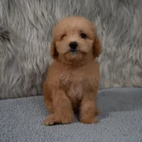 Abby Micro-Mini, a female Miniature Goldendoodle for sale in Donna, TX – 2 of 7