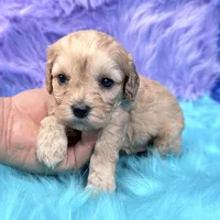 Piper , a female Cavapoo for sale in Donna, TX – 5 of 9