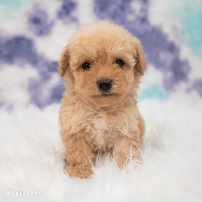 Harley , a male Maltipoo for sale in Donna, TX – 1 of 5