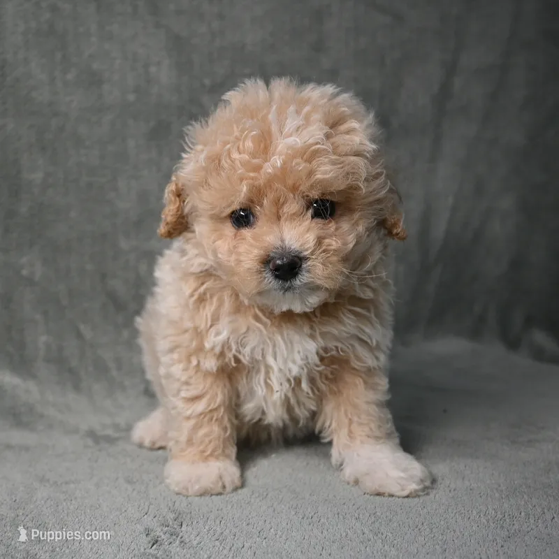 Shadow, a male Maltipoo for sale in Donna, TX – 1 of 10