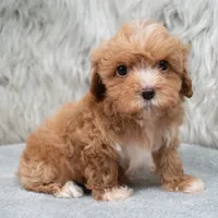 Monic , a female Maltipoo for sale in Donna, TX – 6 of 7