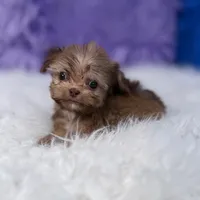 Baxter, a male Shihpoo for sale in Donna, TX – 5 of 9