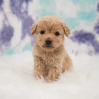 Ellie , a female Maltipoo for sale in Donna, TX – 4 of 7
