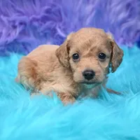 Dexter , a male Cockapoo for sale in Donna, TX – 3 of 8