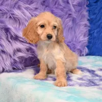 Annie , a female Cockapoo for sale in Donna, TX – 6 of 10