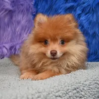 Teddy, a male Pomeranian for sale in Donna, TX – 7 of 9