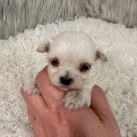 Sophie, a female Maltipoo for sale in Donna, TX – 5 of 6