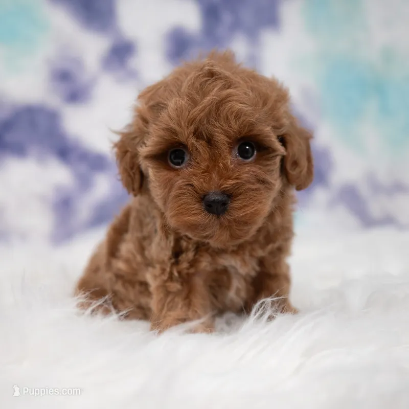 Zeus  – Maltipoo puppy for sale in Donna, TX